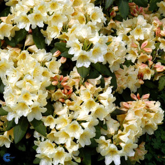Bilde av Rhododendron Belkanto-Spanne Plantesalg