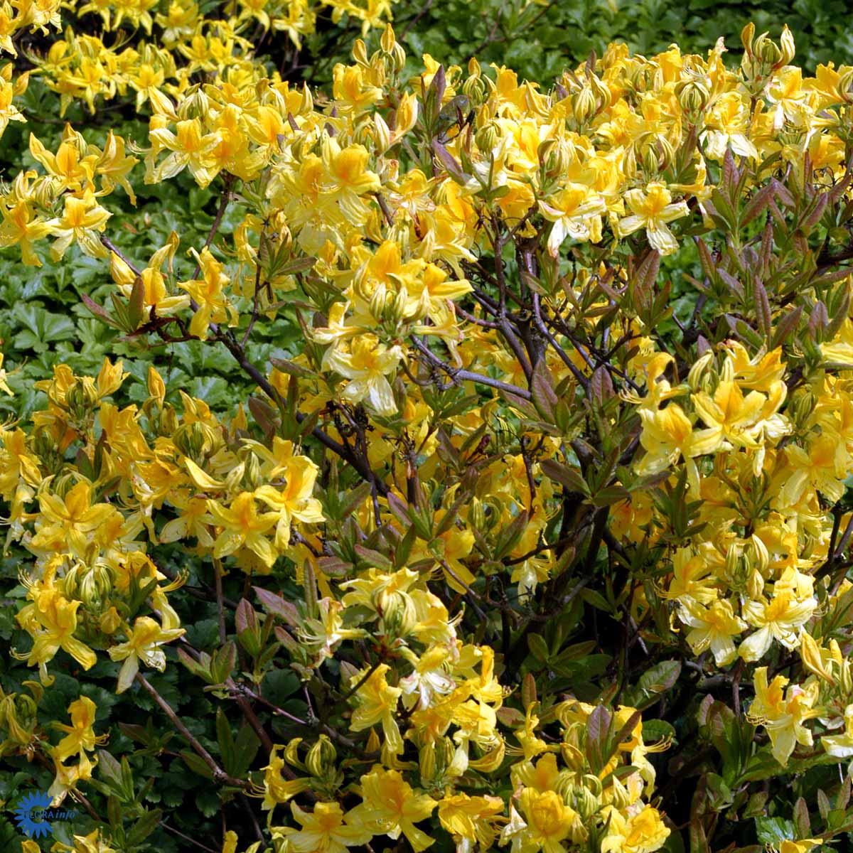 Bilde av Azalea 'Luteum'-Spanne Plantesalg