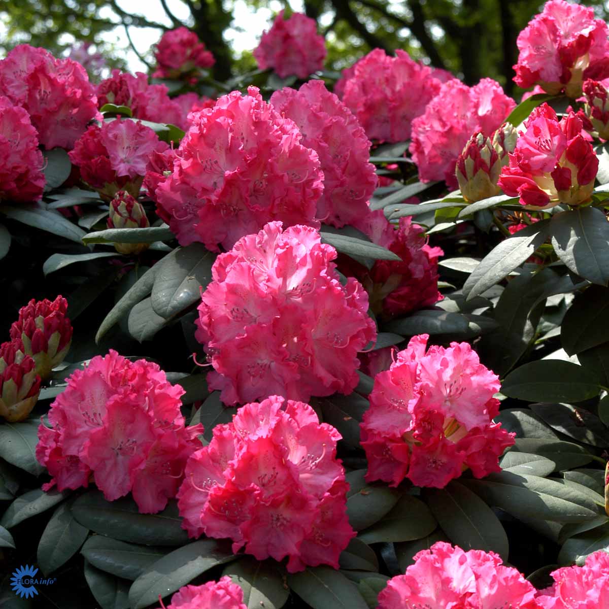 Bilde av Rhododendron Germania-Spanne Plantesalg