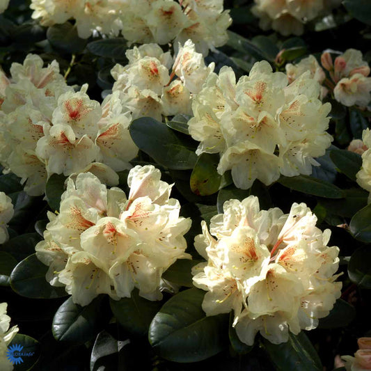 Bilde av Rhododendron Goldbukett-Spanne Plantesalg