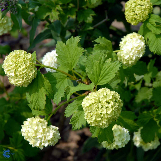 Bilde av Viburnum Opulus Roseum-Spanne Plantesalg