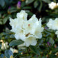 Bilde av Rhododendron Flava-Spanne Plantesalg