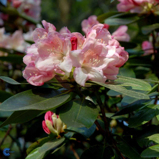 Bilde av Rhododendron Lachsgold-Spanne Plantesalg