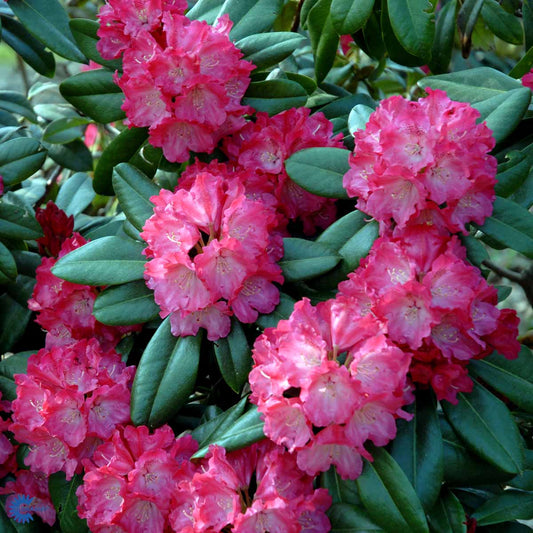 Bilde av Rhododendron Morgenrot-Spanne Plantesalg