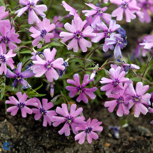 Bilde av Phlox (S) 'Purple Beauty'-Spanne Plantesalg