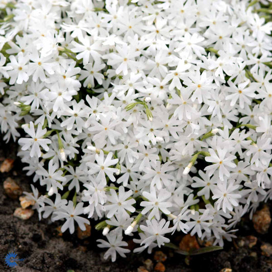 Bilde av Phlox (S) 'Snowflake'-Spanne Plantesalg