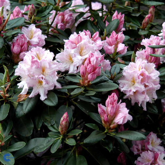 Bilde av Rhododendron Dagmar-Spanne Plantesalg