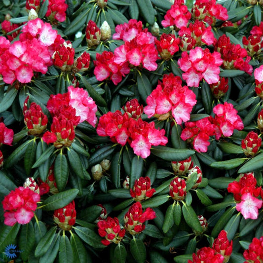 Bilde av Rhododendron yak. 'Fantastica'-Spanne Plantesalg