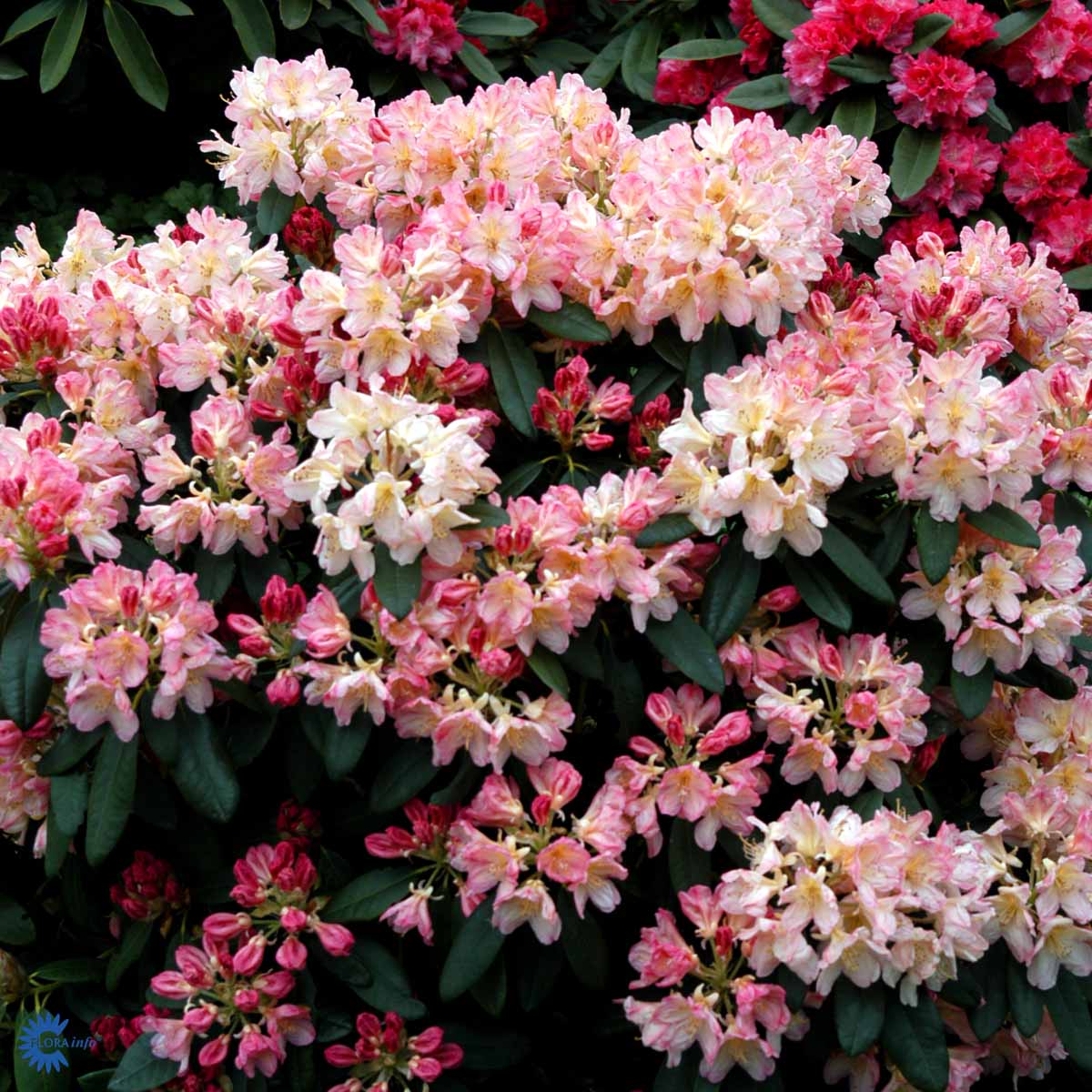 Bilde av Rhododendron P. Wiseman-Spanne Plantesalg