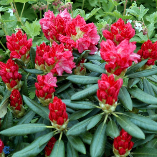 Bilde av Rhododendron Barmstedt-Spanne Plantesalg