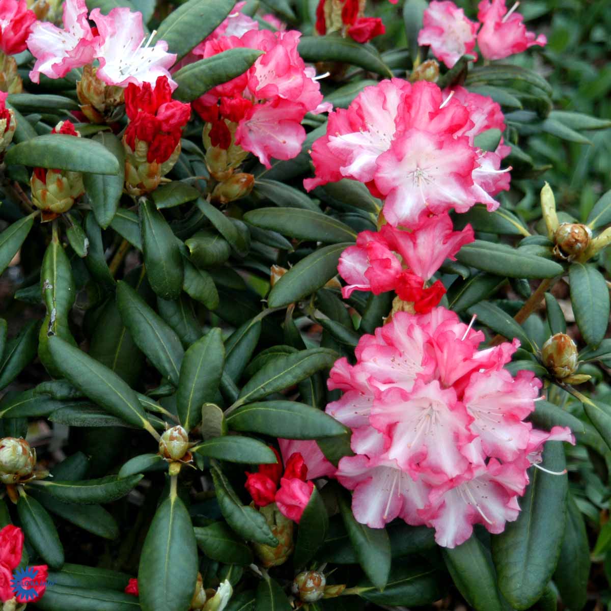 Bilde av Rhododendron Emanuela-Spanne Plantesalg