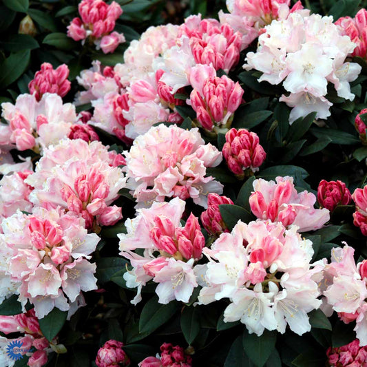 Bilde av Rhododendron yak. Dreamland-Spanne Plantesalg