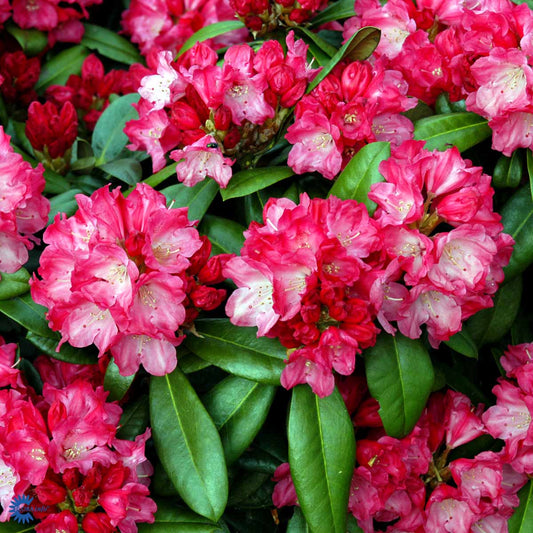 Bilde av Rhododendron Morgenrot-Spanne Plantesalg
