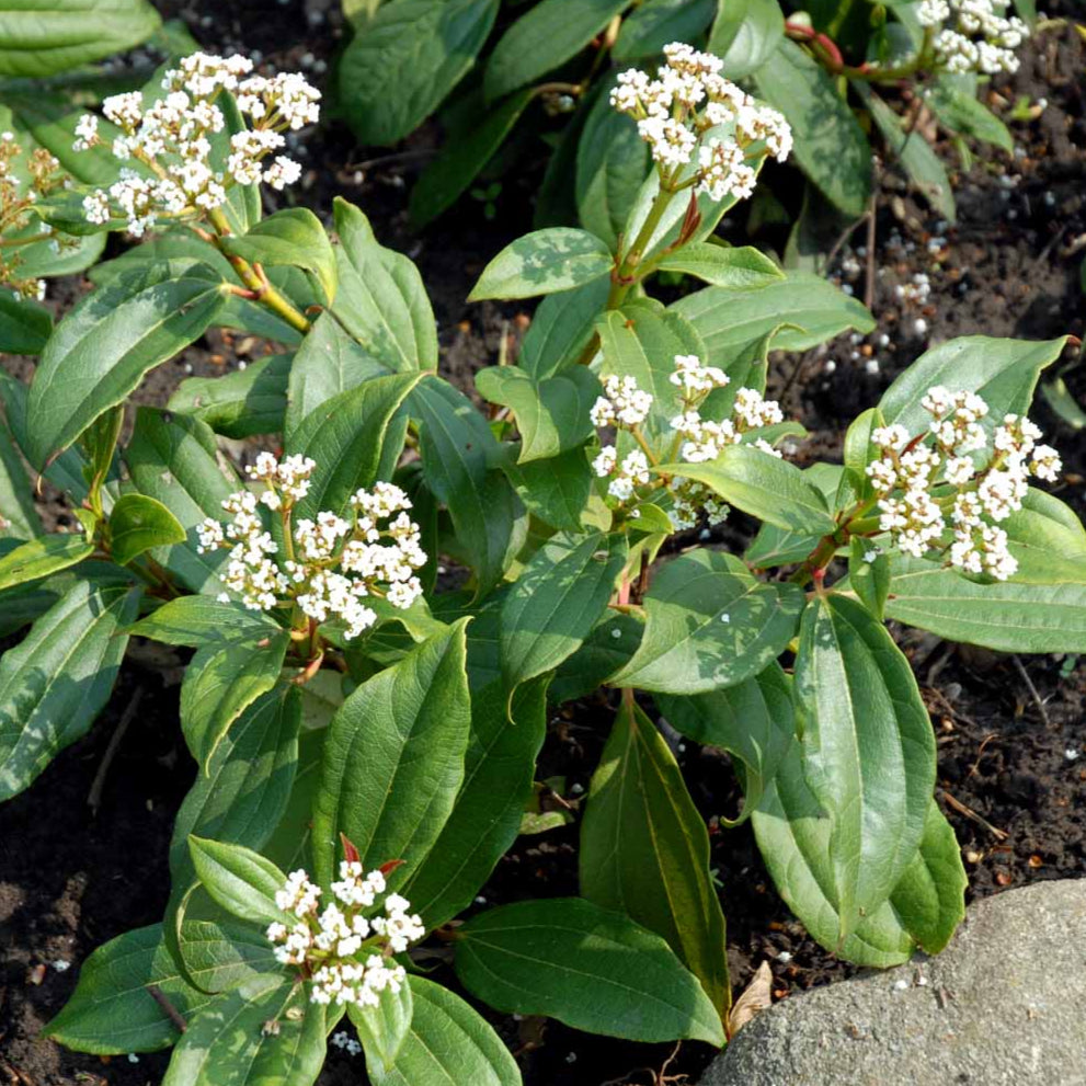 Bilde av Viburnum Davidii-Spanne Plantesalg