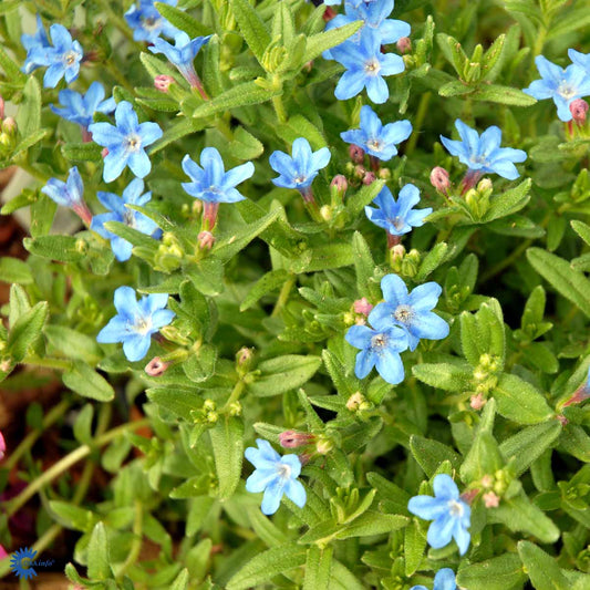 Bilde av Lithodora d. 'Heavenly Blue'-Spanne Plantesalg