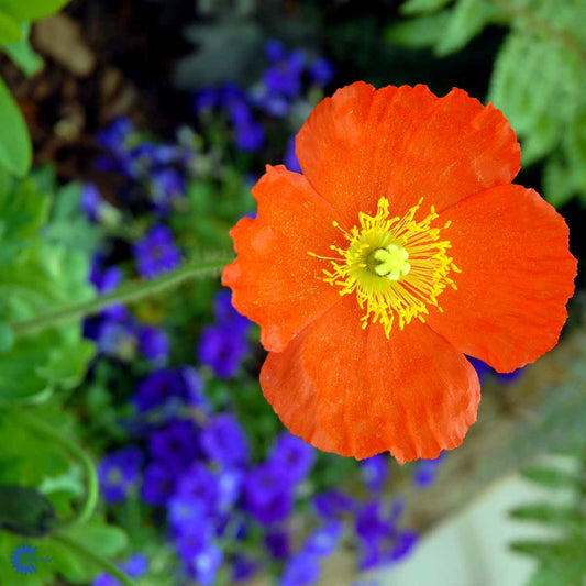 Bilde av Papaver nudicaule-Spanne Plantesalg