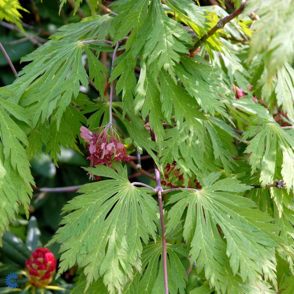 Bilde av Acer japonicum 'Aconitifolium'-Spanne Plantesalg