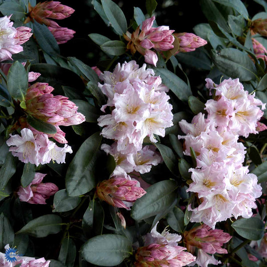 Bilde av Rhododendron Dagmar-Spanne Plantesalg