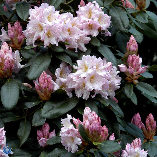 Bilde av Rhododendron Dagmar 1l-Spanne Plantesalg