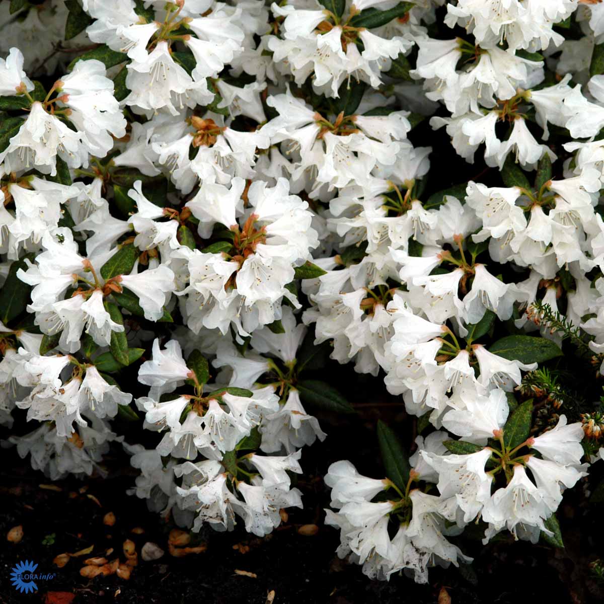 Bilde av Rhododendron Dora Amateis 1l-Spanne Plantesalg