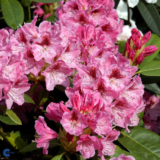 Bilde av Rhododendron v. Bøhlje-Spanne Plantesalg