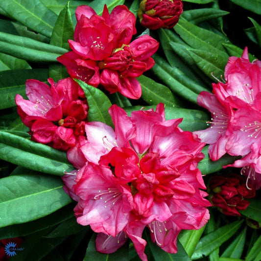 Bilde av Rhododendron (AJ) 'Diamant Purpur'-Spanne Plantesalg