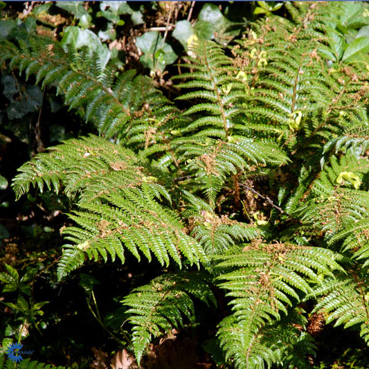 Bilde av Polystichum polyblepharum-Spanne Plantesalg