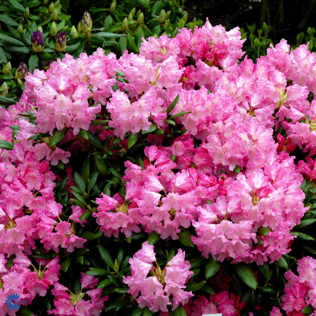 Bilde av Rhododendron Kalinka 1l-Spanne Plantesalg