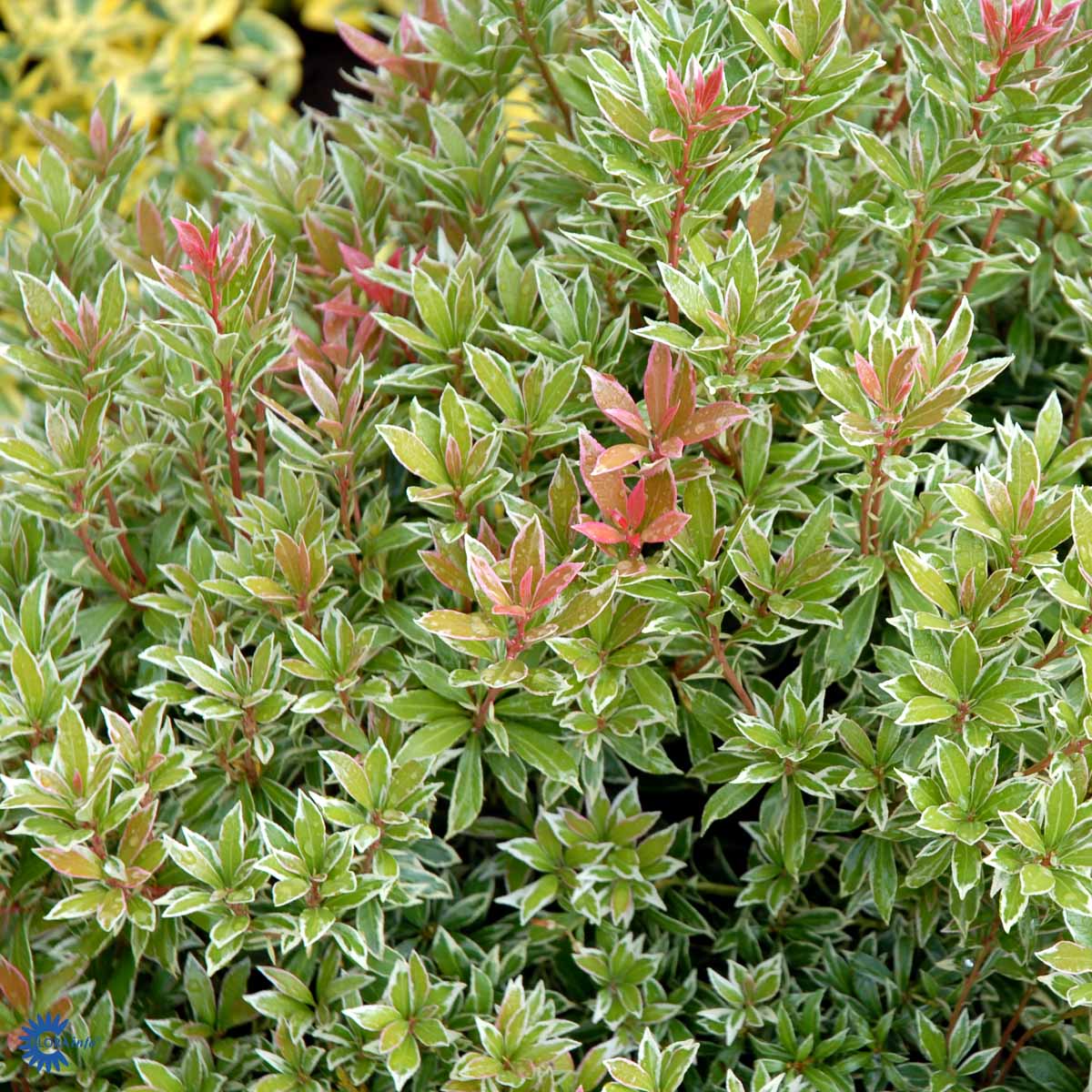 Bilde av Pieris japonica Little Heath-Spanne Plantesalg