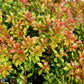 Bilde av Pieris jap. Little Heath Green 1l-Spanne Plantesalg