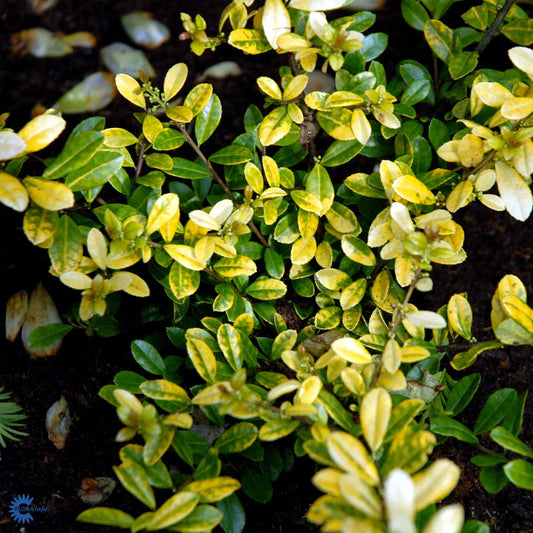 Bilde av Ilex crenata 'Golden Gem'-Spanne Plantesalg