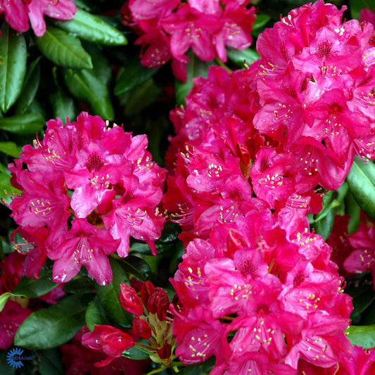 Bilde av Rhododendron Nova Zembla-Spanne Plantesalg