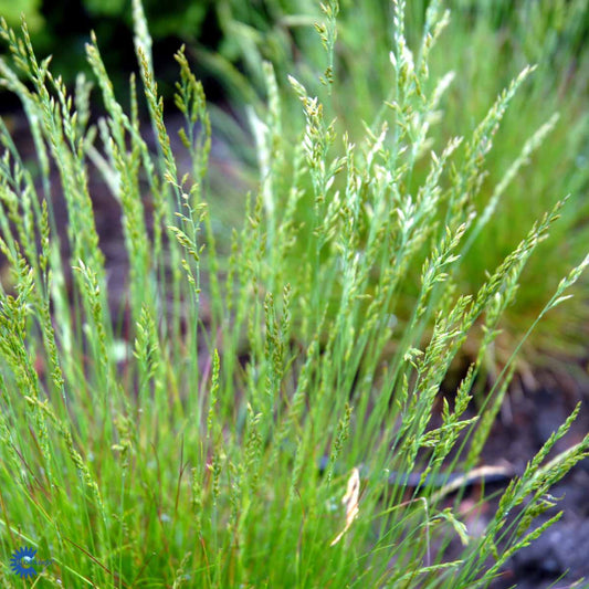 Bilde av Festuca amethystina-Spanne Plantesalg