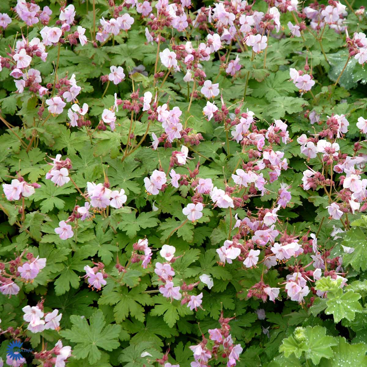 Bilde av Geranium Macrorrhizum Ingwersen Var.-Spanne Plantesalg