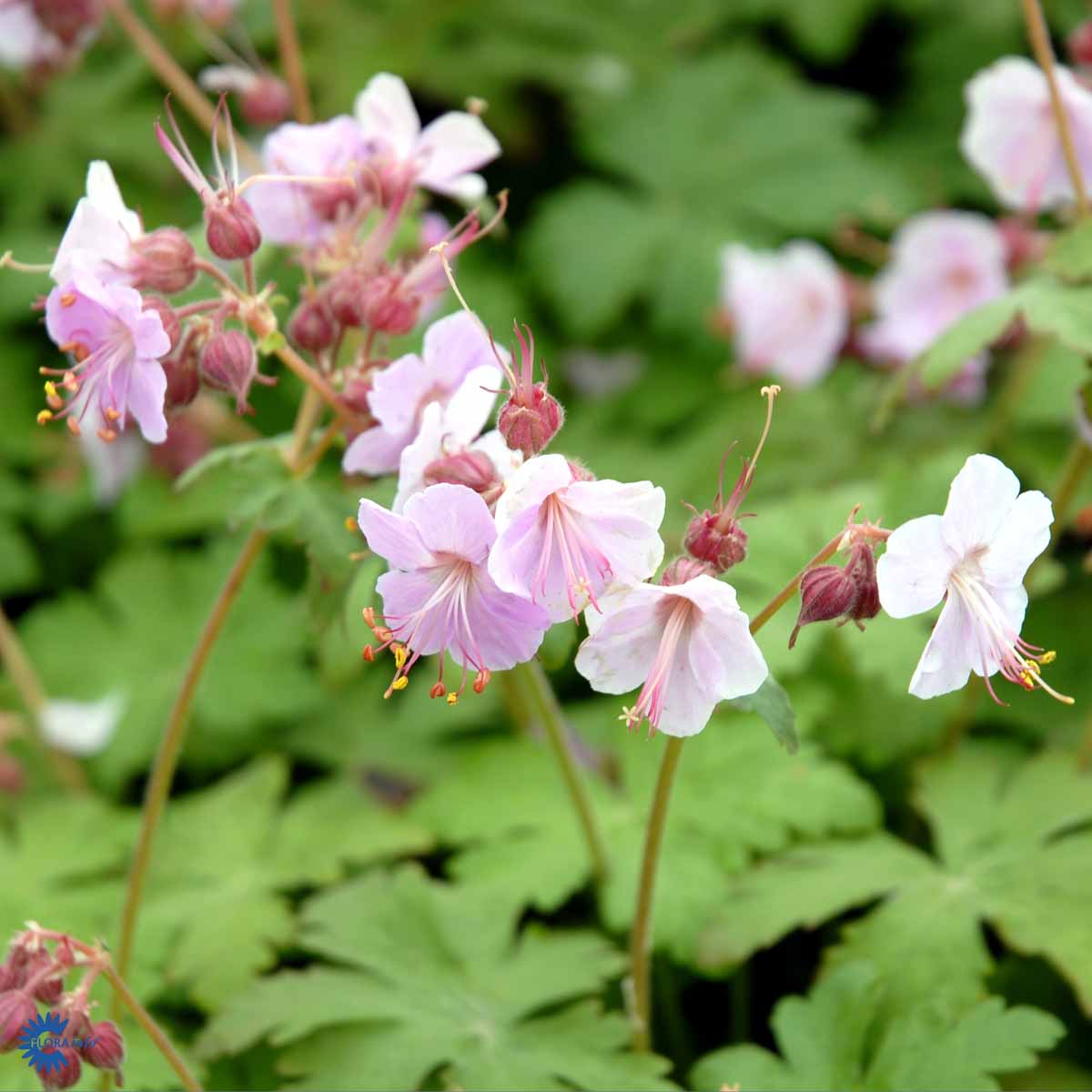 Bilde av Geranium Macrorrhizum Ingwersen Var.-Spanne Plantesalg