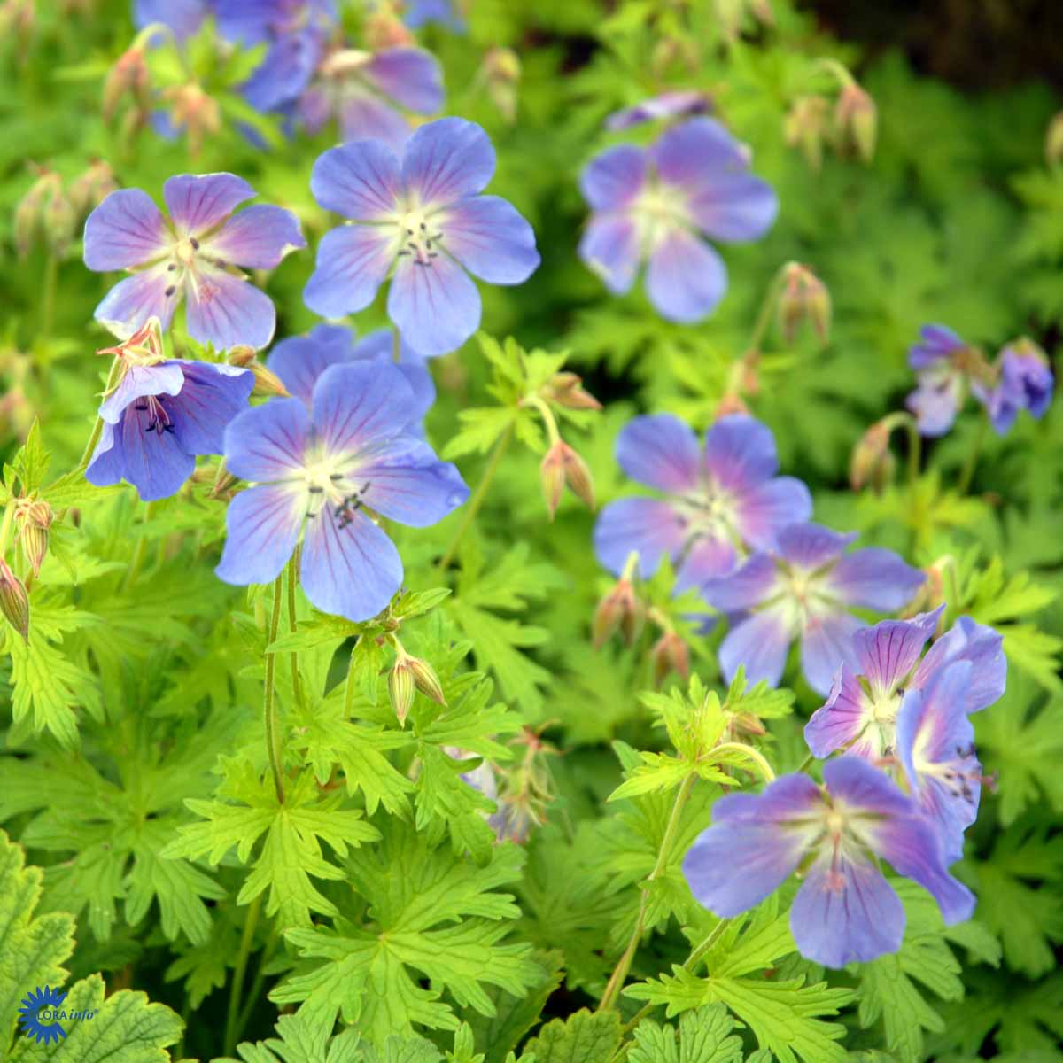 Bilde av Geranium Johnson´S Blue-Spanne Plantesalg