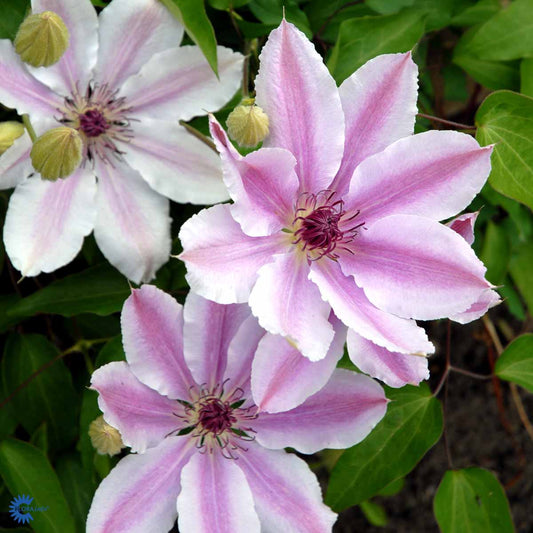 Bilde av Clematis pat. Nelly Moser-Spanne Plantesalg