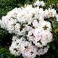 Bilde av Rhododendron Silberwolke-Spanne Plantesalg