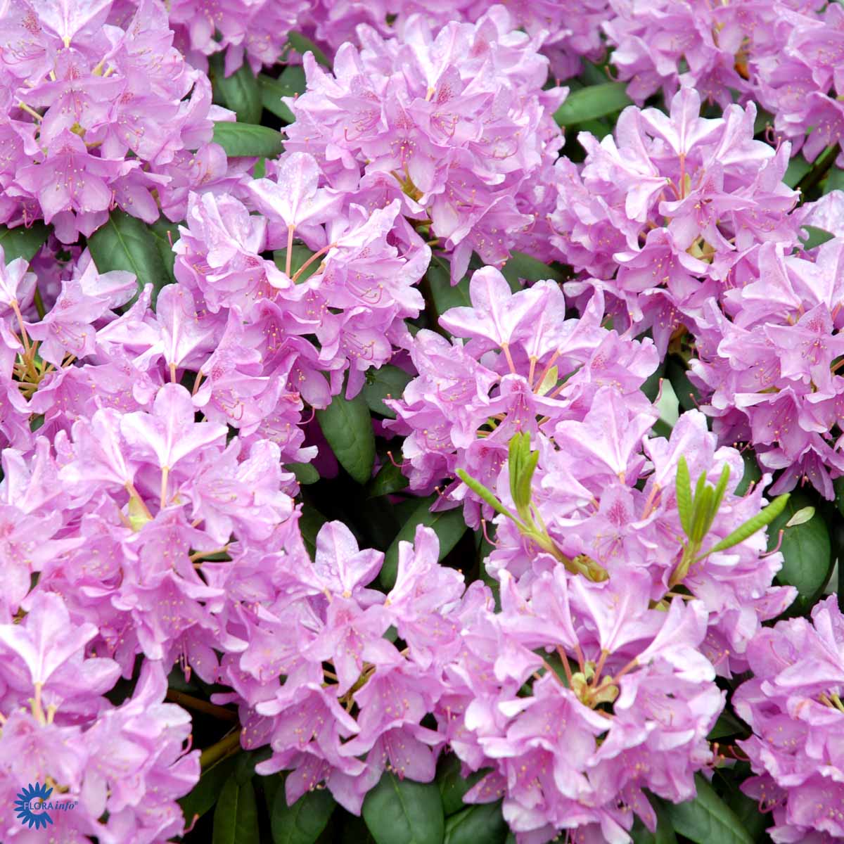 Bilde av Rhododendron Roseum Elegans-Spanne Plantesalg