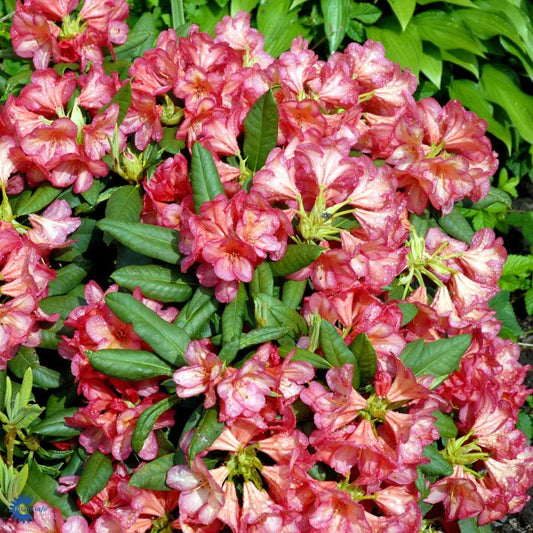 Bilde av Rhododendron Balalaika-Spanne Plantesalg