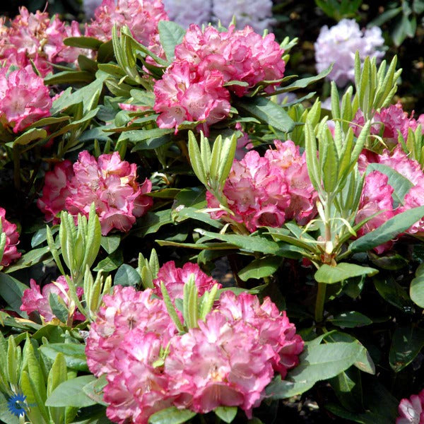 Bilde av Rhododendron Ann Lindsay-Spanne Plantesalg