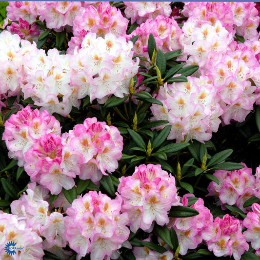 Bilde av Rhododendron Brigitte-Spanne Plantesalg