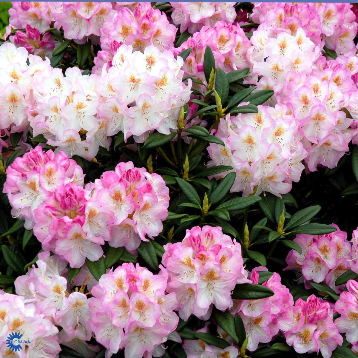 Bilde av Rhododendron Brigitte 1l-Spanne Plantesalg