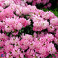 Bilde av Rhododendron Kalinka-Spanne Plantesalg
