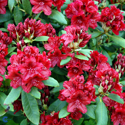 Bilde av Rhododendron Erato (lis.)-Spanne Plantesalg