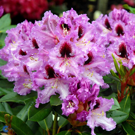 Bilde av Rhododendron Kabarett-Spanne Plantesalg