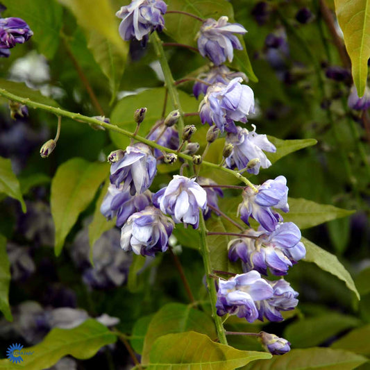 Bilde av Wisteria flor. 'Violacea Plena'-Spanne Plantesalg