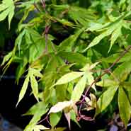 Bilde av Acer palmatum 'Osakazuki'-Spanne Plantesalg