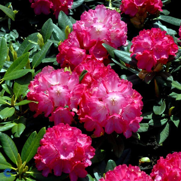 Bilde av Rhododendron (Y) 'Fantastica'-Spanne Plantesalg