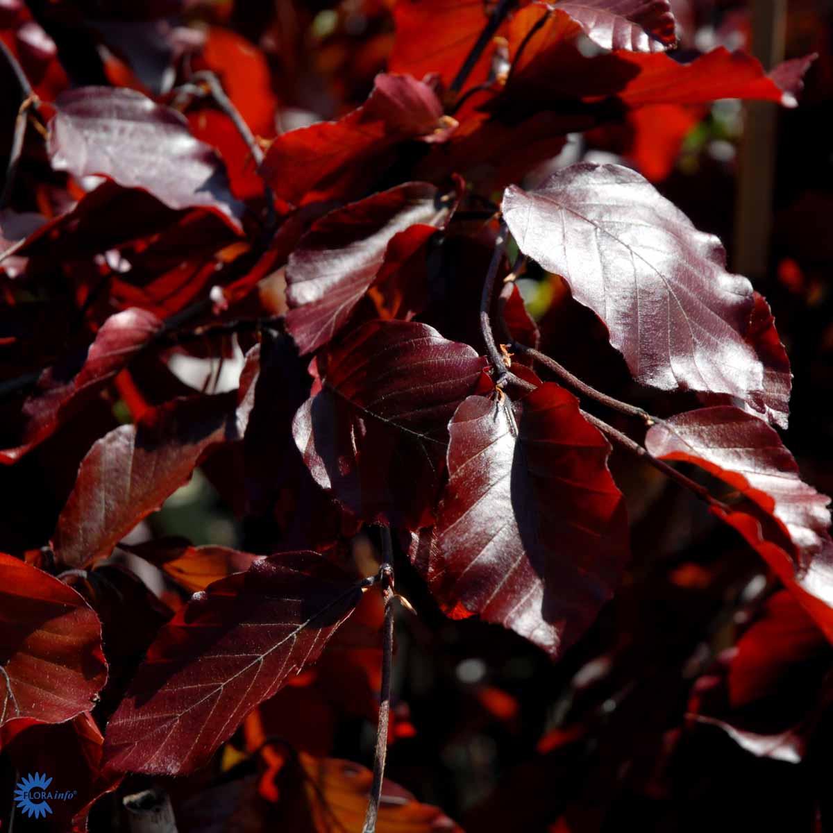 Bilde av Fagus syl. 'Purpurea Pendula' 100-125cm-Spanne Plantesalg